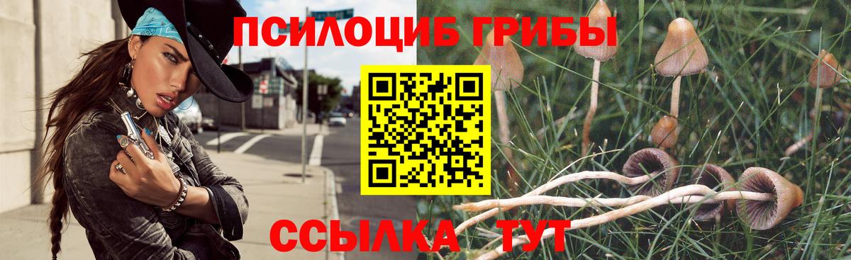 закладки  Псилоцибиновые грибы Magic Shrooms  Сальск  Вход с VPN  Псилоцибиновые грибы Psilocybe 